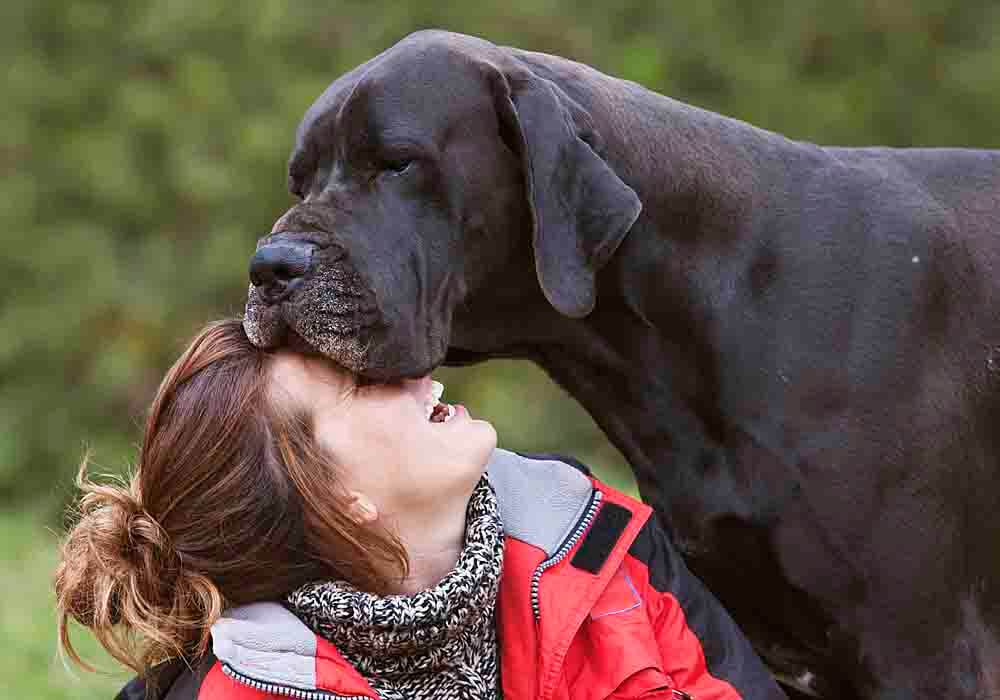 great dane friendly