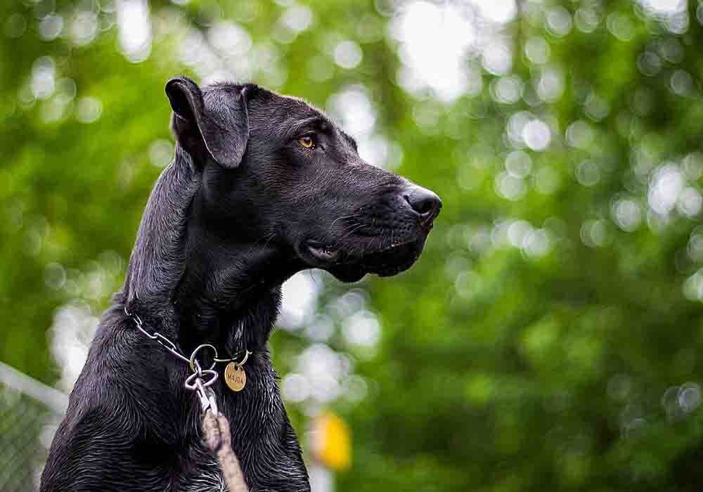 Great Danes for Beginners Top 26 Questions Beginners Ask