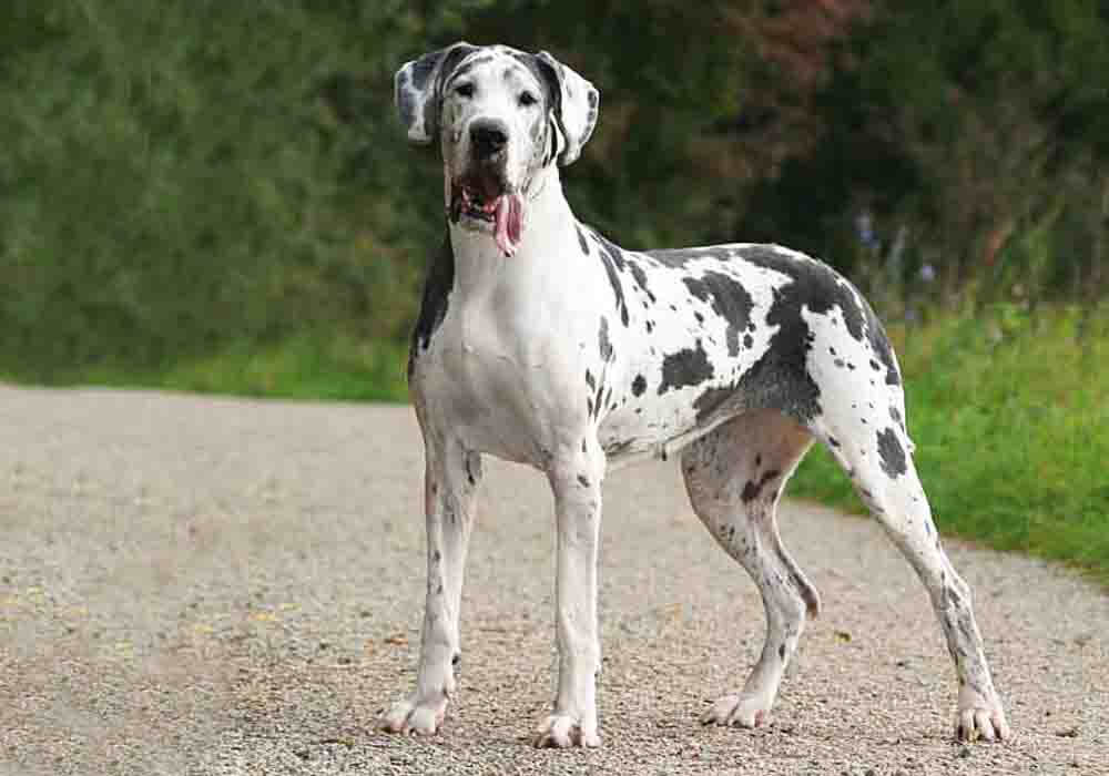 are great dane dogs dangerous