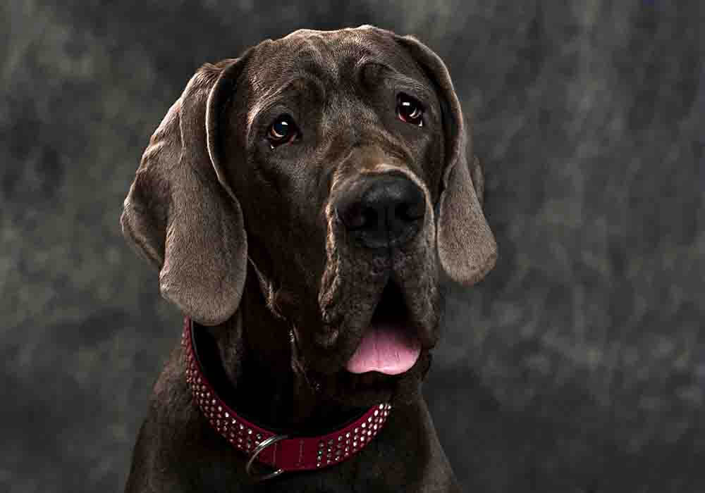 Great Dane Basics 39 Top Novice Questions Answered