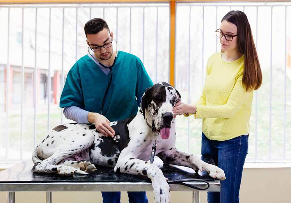 great dane at the vet great dane at the vet