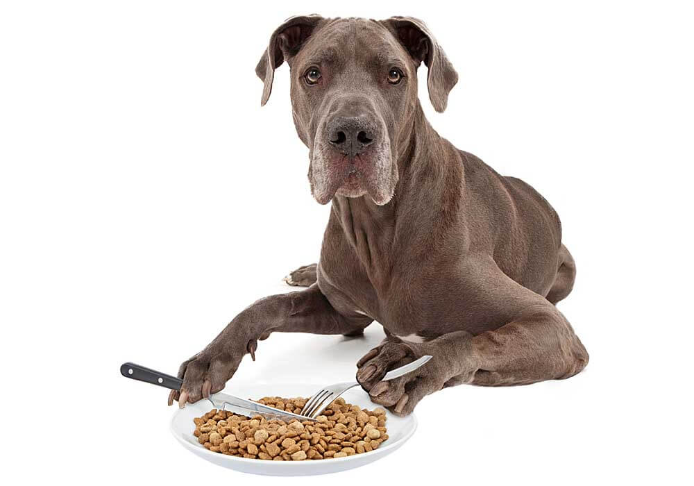 mastiff cachorro comer