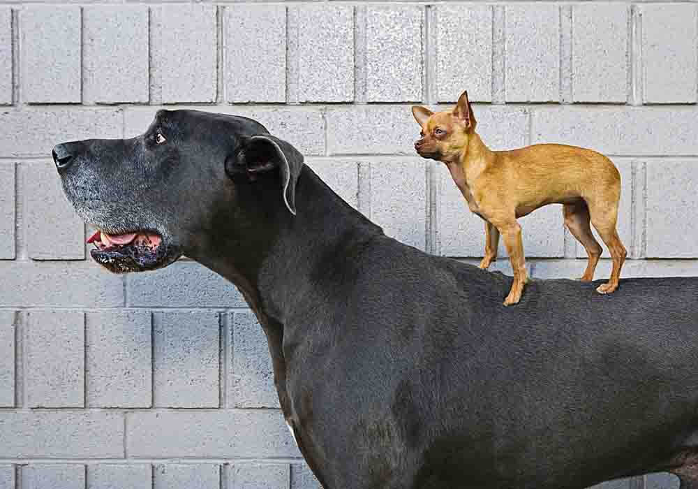 Full size mastiff cheap
