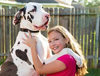 Great Dane and young girl pal Are Great Danes good family dogs?