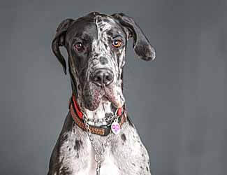 Great Dane 2 325x250
