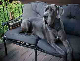 Great Dane taking a rest Great Dane dog care guide