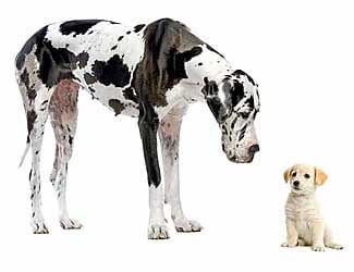 Small dog and a huge Great Dane What were Great Danes originally bred to do?