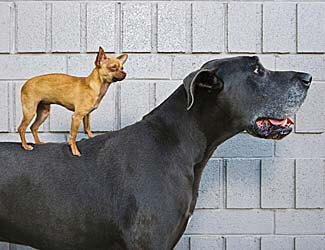 Great Dane with his small dog pal Great Dane basics