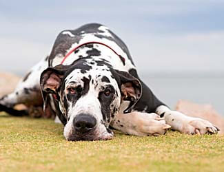 Great Danes have a relaxed temperament Great Dane temperament and personality