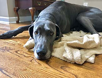 Are Great Danes prone to health issues? Are Great Danes prone to health issues?