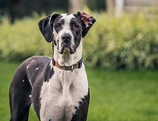 Great Danes are prone to lumps and bumps What are Great Dane lumps and bumps?