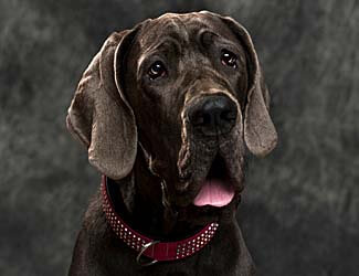 Great Danes take special care How to raise a healthy Great Dane