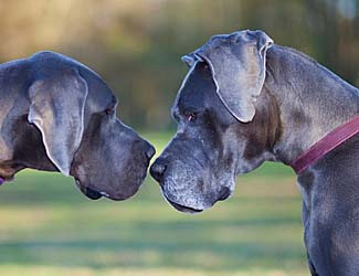 Great Danes facing off Great Dane good and bad