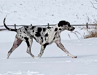 Great Dane running in the snow Can Great Danes tolerate hot or cold?