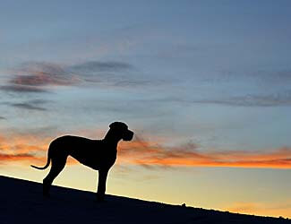 Picture of Great Dane at sunset Best pet insurance for Great Danes