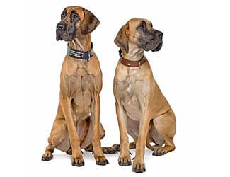 Two Great Danes posing for a picture Are Great Danes High or low maintenance?