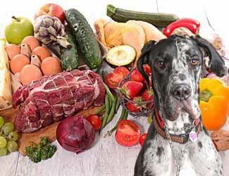 Raw diets work best for Great Danes Raw diet recipes for Great Danes