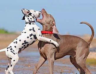 Two fighting Great Danes How to stop Great Dane aggression