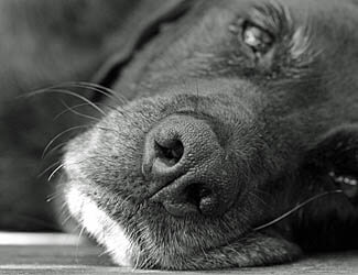 Older Great Danes need special care Senior Great Dane care