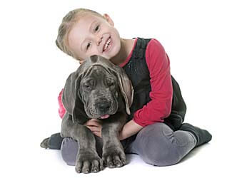 Great Dane puppy and his young friend Great Dane behavior stages and characteristics