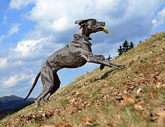 Great Dane running for some exercise How much exercise does my Great Dane need?