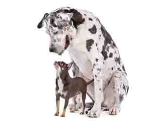 Skinny Great Dane and a much smaller pal How to put weight on a skinny Great Dane
