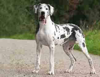 Healthy young Great Dane Great Dane health concerns