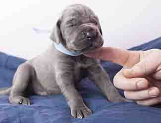 Very young Great Dane puppy Great Dane Puppy 101