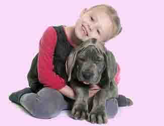 Great Dane with his young friend Great Dane puppy care guide
