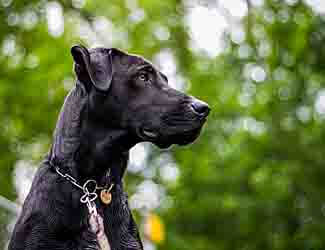 Young Great Dane looking for a friend Great Danes for beginners
