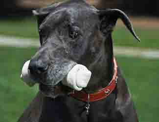 Like all dogs Great Danes like bones What do Great Danes like?