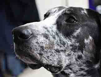 Great Danes are scared easily Why are Great Danes scared of everything?