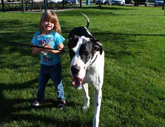 Are Great Danes Good With Kids? Great Dane with young girl