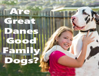 Great Dane and girl