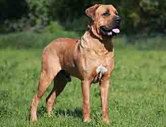 Japanese Mastiff (Tosa Inu)