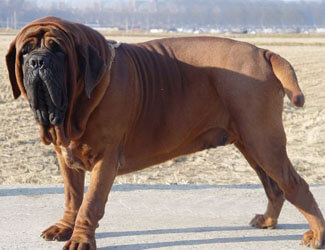 Korean Mastiff (Dosa Gae)