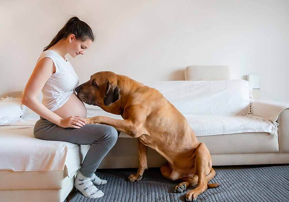 pregnant mother and a mastiff are mastiffs baby friendly