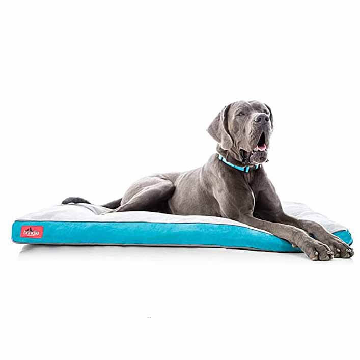 mastiff resting on memory foam bed mastiff resting on memory foam bed