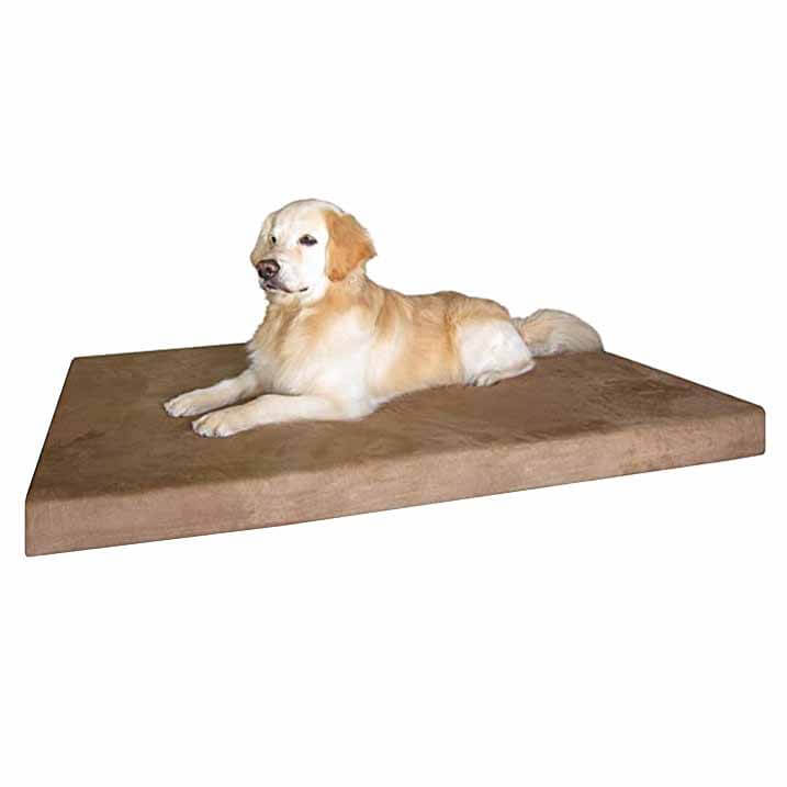 dog on orthopedic bed dog on orthopedic bed