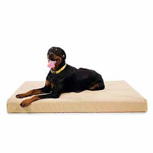 dog relaxing on a dog bed dog relaxing on a dog bed