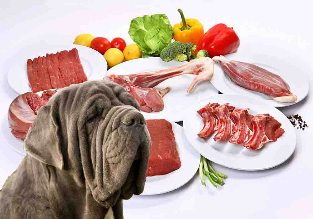 Mastiff raw diet deals