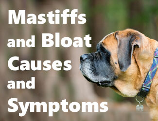 Mastiff experiencing bloat