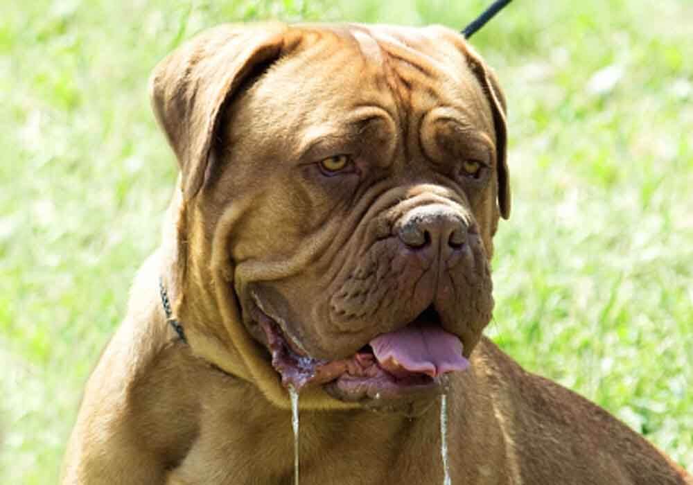 when do mastiffs start drooling