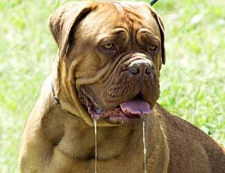 Mastiff drool control