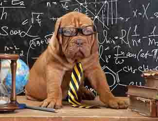 Mastiff professor