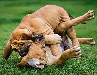 How to train a Mastiff puppy not to bite