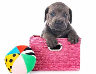 mastiff behaviors