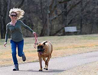 Exercise needs for Mastiffs