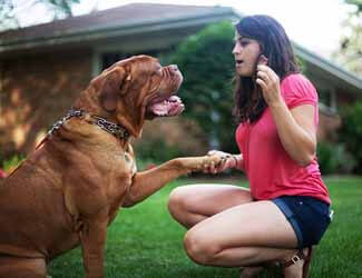 Mastiff training information and guides Girl training a Mastiff