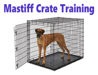 Mastiff in a dog crate